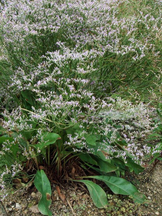 Limonium latifolium